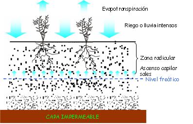 Acumulacin de sales en suelo con exceso de riego o lluvia con capa impermeable