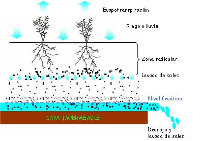 Acumulacin de sales en suelo bien regado con capa impermeable y con drenaje instalado 