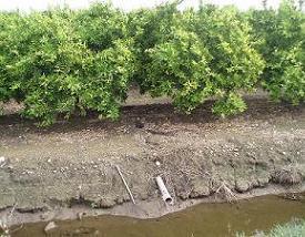 Salidas de drenajes en cultivos de ctricos en la zona de Almenara (Castelln)
